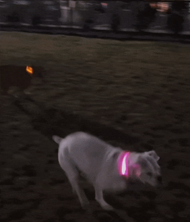 LED Hundehalsband