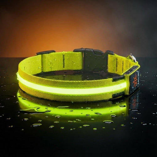 LED Hundehalsband