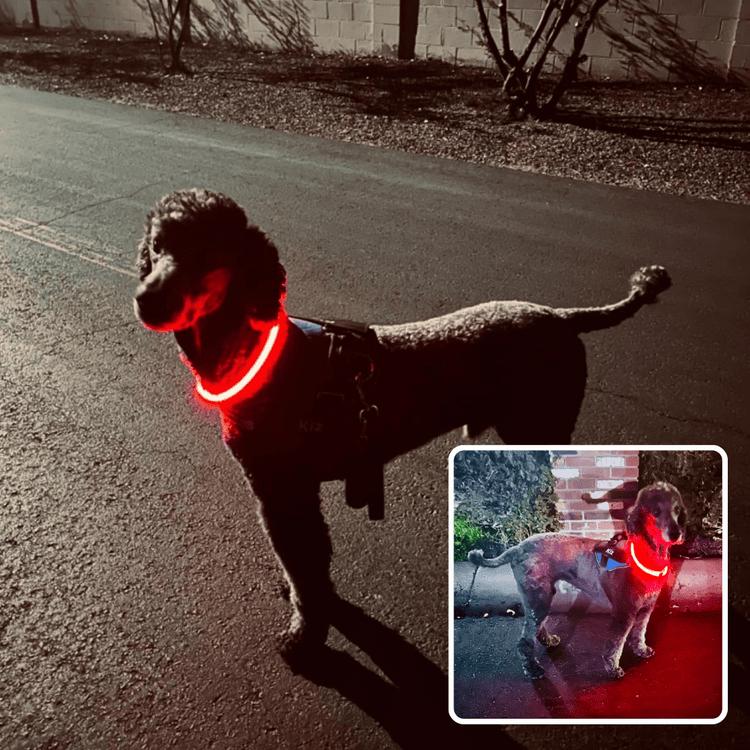 LED Hundehalsband
